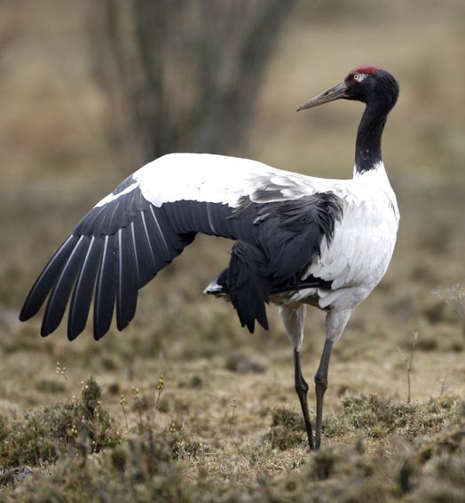 Black Necked Crane